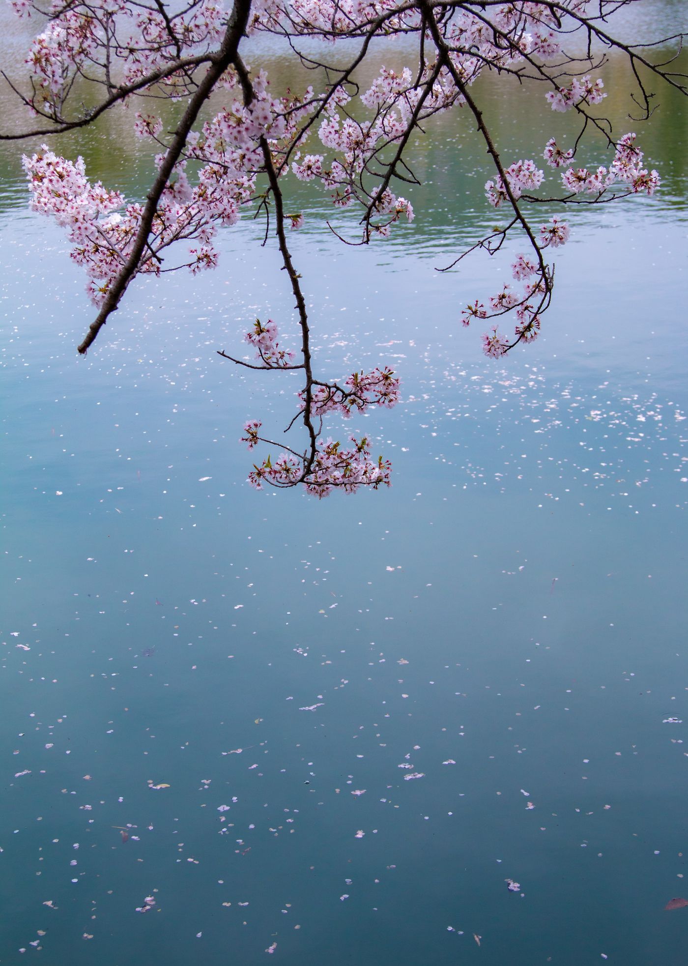 raw-image
